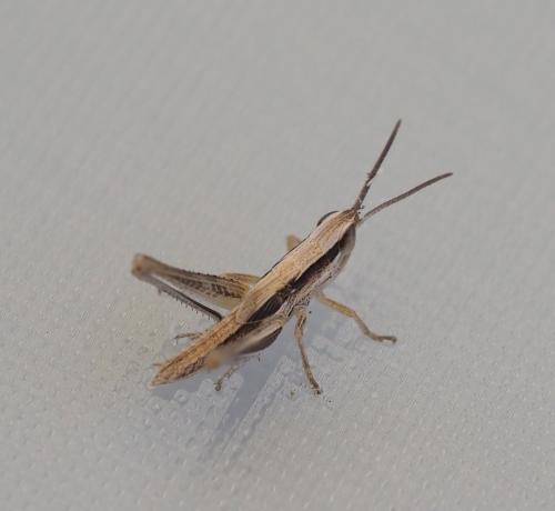 Euchorthippus sp.